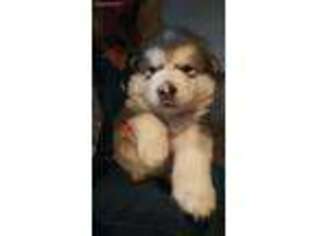 Alaskan Malamute Puppy for sale in Rochester, WA, USA