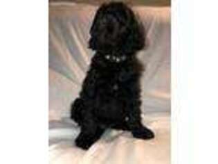 Goldendoodle Puppy for sale in Chesterfield, VA, USA