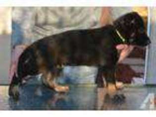 German Shepherd Dog Puppy for sale in UNION, NJ, USA