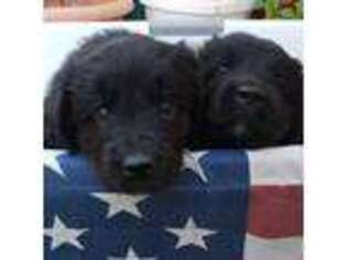 Newfoundland Puppy for sale in Greene, NY, USA