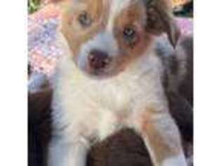 Miniature Australian Shepherd Puppy for sale in Perris, CA, USA