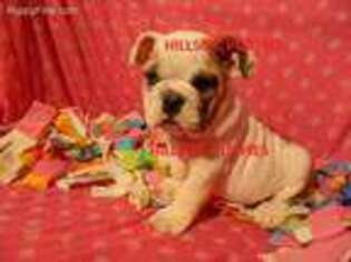Bulldog Puppy for sale in Unionville, IA, USA