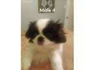 Mutt Puppy for sale in Church Hill, TN, USA
