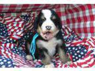 Bernese Mountain Dog Puppy for sale in Hegins, PA, USA