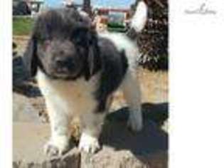 Newfoundland Puppy for sale in San Diego, CA, USA