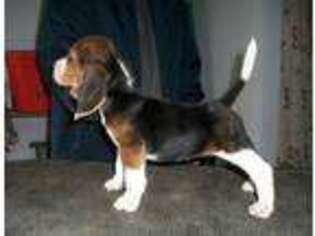 Beagle Puppy for sale in Richmond, VA, USA