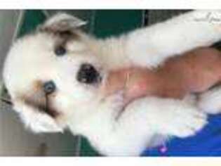 Australian Shepherd Puppy for sale in Jacksonville, FL, USA