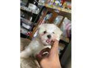 Maltese Puppy for sale in North Arlington, NJ, USA