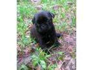 Pug Puppy for sale in DURHAM, NC, USA