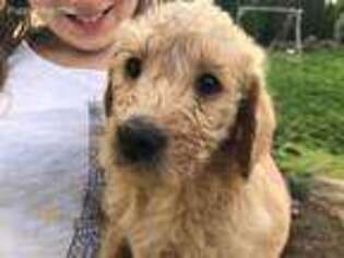 Labradoodle Puppy for sale in Washougal, WA, USA