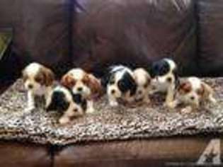 Cavalier King Charles Spaniel Puppy for sale in MACOMB, MI, USA