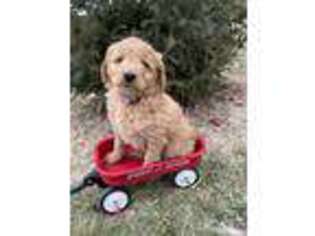 Goldendoodle Puppy for sale in Fort Lauderdale, FL, USA