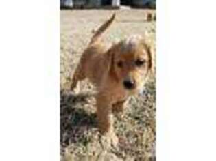 Golden Retriever Puppy for sale in Siloam Springs, AR, USA