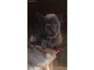 French Bulldog Puppy for sale in Big Sandy, TX, USA