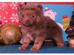 Pomeranian Puppy for sale in Mansfield, TX, USA