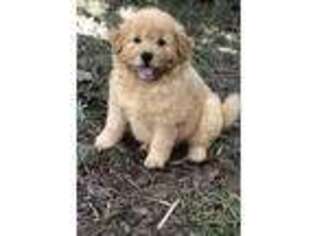 Chow Chow Puppy for sale in Brandon, FL, USA