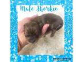 Shorkie Tzu Puppy for sale in Colmesneil, TX, USA