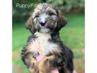 Mutt Puppy for sale in Marshalltown, IA, USA