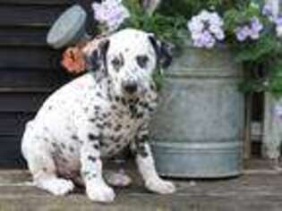 Dalmatian Puppy for sale in Millersburg, OH, USA