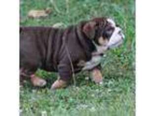 Bulldog Puppy for sale in Wallingford, KY, USA