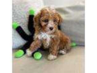 Cavapoo Puppy for sale in Salinas, CA, USA