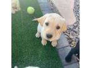 Labrador Retriever Puppy for sale in Queen Creek, AZ, USA