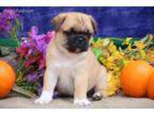 Pug Puppy for sale in Denver, PA, USA