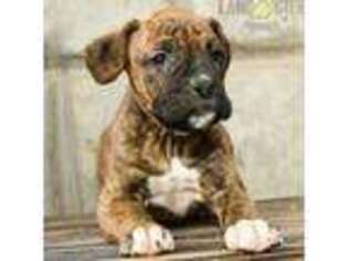 Boxer Puppy for sale in Lake Worth, FL, USA