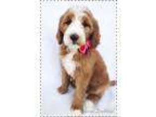Goldendoodle Puppy for sale in Candler, NC, USA