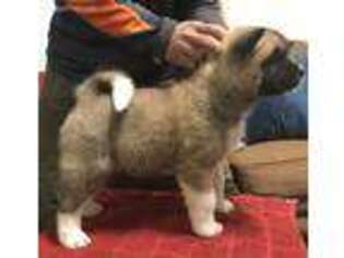 Akita Puppy for sale in Reidsville, NC, USA