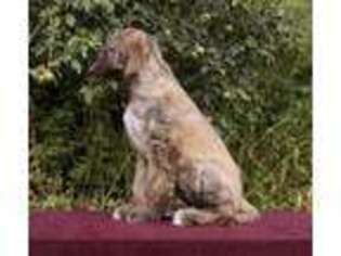 Afghan Hound Puppy for sale in Denver, CO, USA