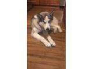 Siberian Husky Puppy for sale in Bailey, CO, USA