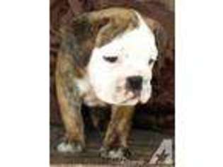 Miniature Bulldog Puppy for sale in LOUISVILLE, OH, USA