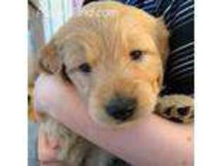 Goldendoodle Puppy for sale in Anamosa, IA, USA