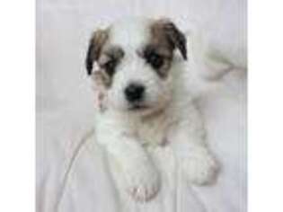 Mutt Puppy for sale in Converse, IN, USA