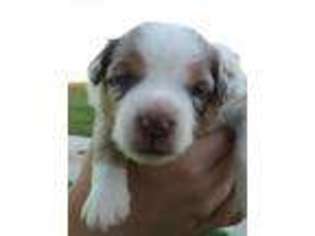 Miniature Australian Shepherd Puppy for sale in Pleasant Hope, MO, USA