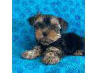 Yorkshire Terrier Puppy for sale in Albuquerque, NM, USA