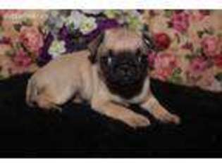 Pug Puppy for sale in Memphis, MO, USA