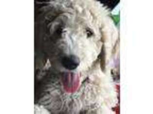 Goldendoodle Puppy for sale in Aberdeen, SD, USA