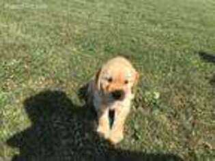 Golden Retriever Puppy for sale in Garrettsville, OH, USA