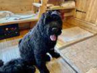 Black Russian Terrier Puppy for sale in Hancock, NY, USA