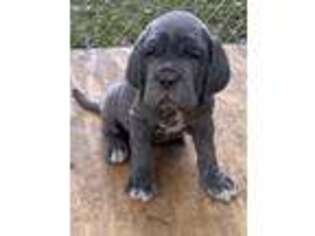 Neapolitan Mastiff Puppy for sale in Trussville, AL, USA