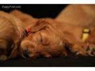 Goldendoodle Puppy for sale in Princeville, IL, USA
