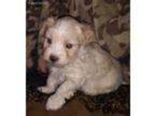 Mutt Puppy for sale in Ethel, MO, USA