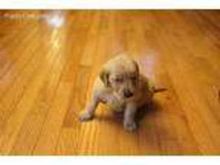 Golden Retriever Puppy for sale in Leicester, NC, USA