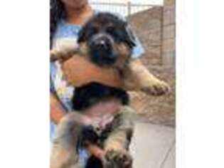 German Shepherd Dog Puppy for sale in Rancho Cucamonga, CA, USA
