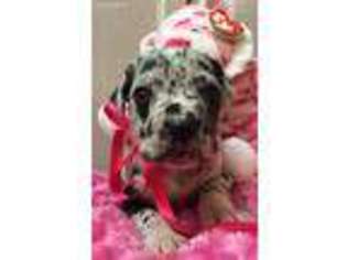 Great Dane Puppy for sale in Gallant, AL, USA