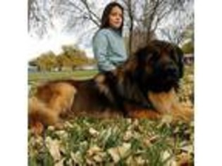 Leonberger Puppy for sale in Park Valley, UT, USA