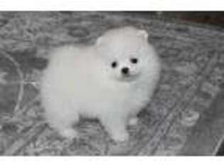 Pomeranian Puppy for sale in Sacramento, CA, USA