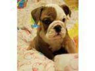 Bulldog Puppy for sale in Pearisburg, VA, USA